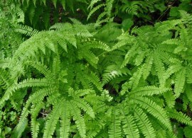 adiantum-pedatum (1)